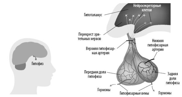 Иллюстрация к книге — Взламывая анатомию [image194.jpg]