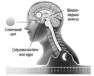 Иллюстрация к книге — Взламывая анатомию [image198.jpg]