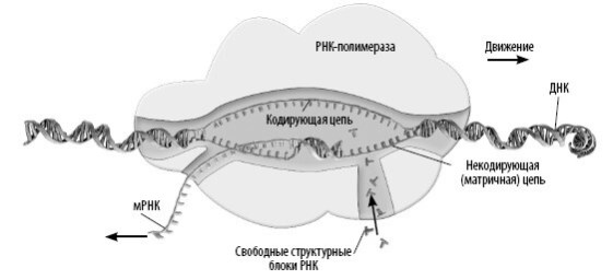 Иллюстрация к книге — Взламывая анатомию [image20.jpg]