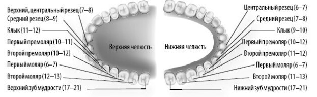 Иллюстрация к книге — Взламывая анатомию [image202.jpg]