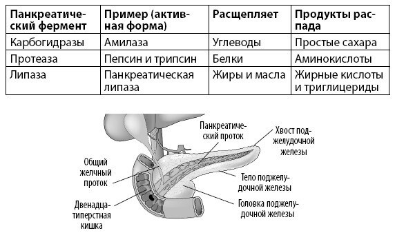 Иллюстрация к книге — Взламывая анатомию [image206.jpg]