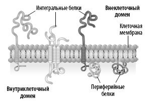 Иллюстрация к книге — Взламывая анатомию [image21.jpg]