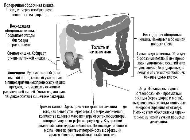 Иллюстрация к книге — Взламывая анатомию [image211.jpg]