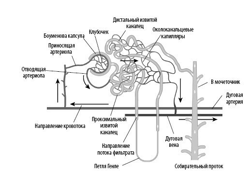 Иллюстрация к книге — Взламывая анатомию [image217.jpg]