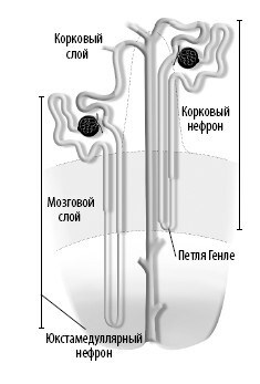 Иллюстрация к книге — Взламывая анатомию [image218.jpg]
