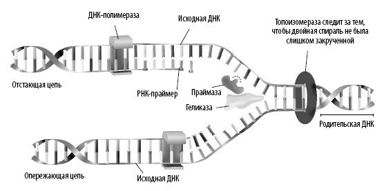 Иллюстрация к книге — Взламывая анатомию [image22.jpg]