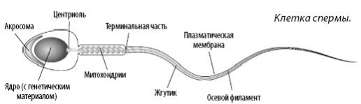 Иллюстрация к книге — Взламывая анатомию [image233.jpg]