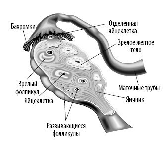 Иллюстрация к книге — Взламывая анатомию [image237.jpg]