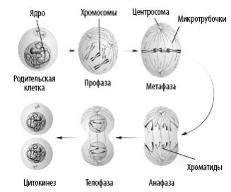Иллюстрация к книге — Взламывая анатомию [image25.jpg]