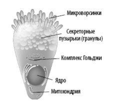 Иллюстрация к книге — Взламывая анатомию [image27.jpg]