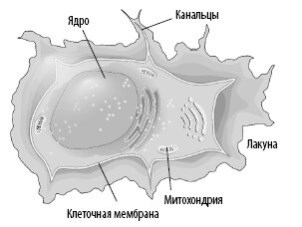 Иллюстрация к книге — Взламывая анатомию [image28.jpg]