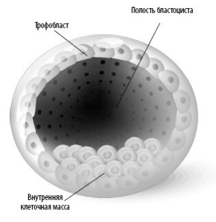 Иллюстрация к книге — Взламывая анатомию [image29.jpg]