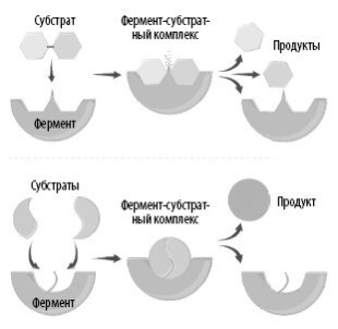 Иллюстрация к книге — Взламывая анатомию [image33.jpg]
