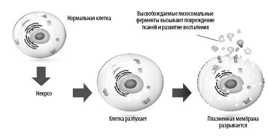 Иллюстрация к книге — Взламывая анатомию [image35.jpg]