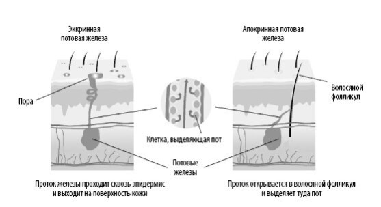 Иллюстрация к книге — Взламывая анатомию [image45.jpg]