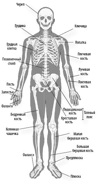 Иллюстрация к книге — Взламывая анатомию [image58.jpg]