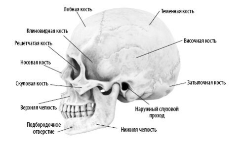 Иллюстрация к книге — Взламывая анатомию [image59.jpg]