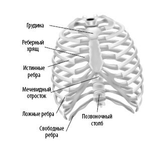 Иллюстрация к книге — Взламывая анатомию [image60.jpg]