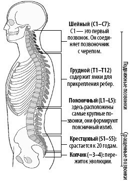 Иллюстрация к книге — Взламывая анатомию [image61.jpg]