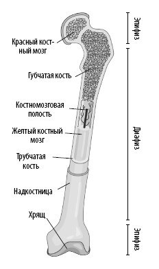 Иллюстрация к книге — Взламывая анатомию [image62.jpg]