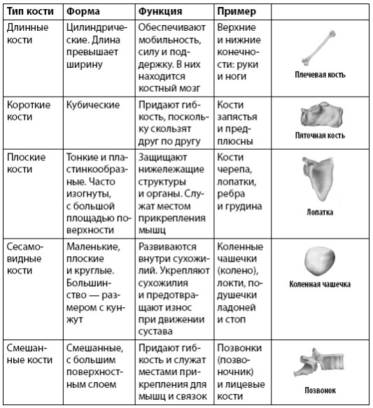 Иллюстрация к книге — Взламывая анатомию [image66.jpg]