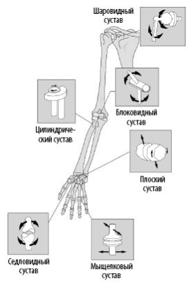 Иллюстрация к книге — Взламывая анатомию [image74.jpg]