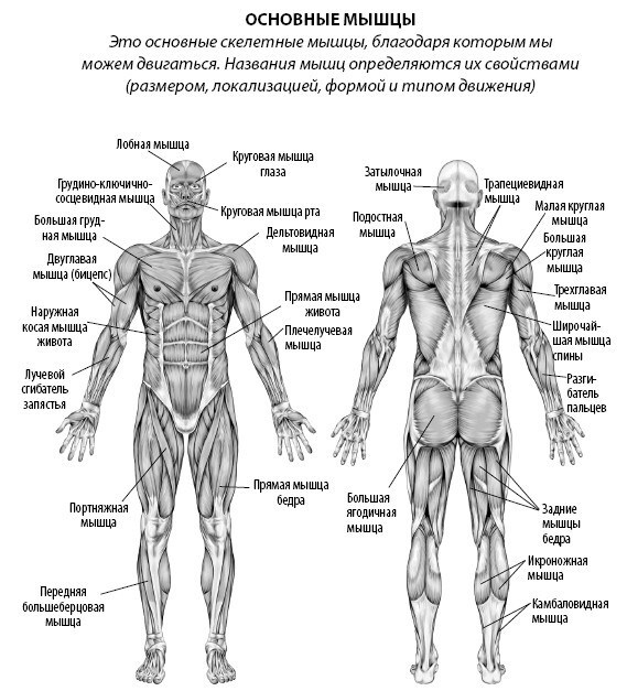 Иллюстрация к книге — Взламывая анатомию [image76.jpg]