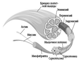 Иллюстрация к книге — Взламывая анатомию [image77.jpg]