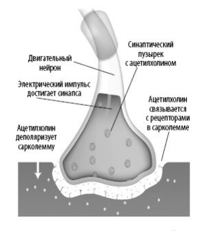 Иллюстрация к книге — Взламывая анатомию [image79.jpg]