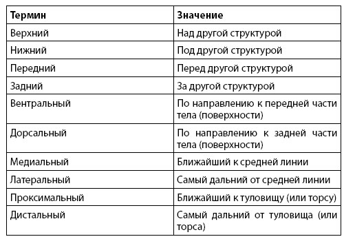 Иллюстрация к книге — Взламывая анатомию [image8.jpg]