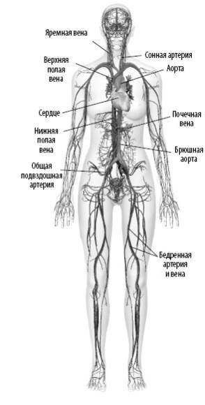 Иллюстрация к книге — Взламывая анатомию [image91.jpg]