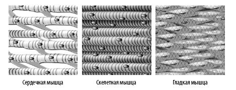 Иллюстрация к книге — Взламывая анатомию [image92.jpg]