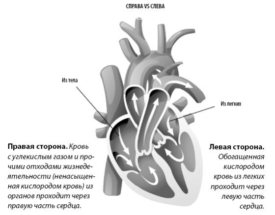 Иллюстрация к книге — Взламывая анатомию [image93.jpg]