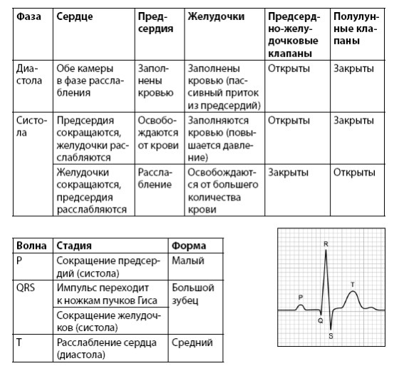 Иллюстрация к книге — Взламывая анатомию [image98.jpg]