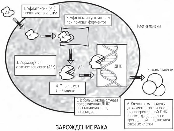 Иллюстрация к книге — Китайское исследование [i_008.jpg]