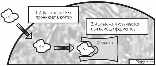 Иллюстрация к книге — Китайское исследование [i_009.jpg]