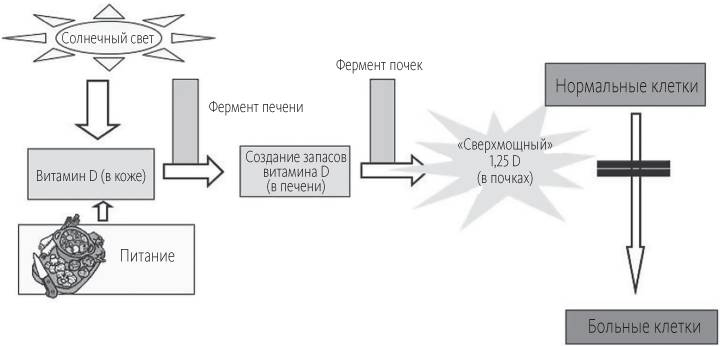 Китайское исследование Китайское исследование