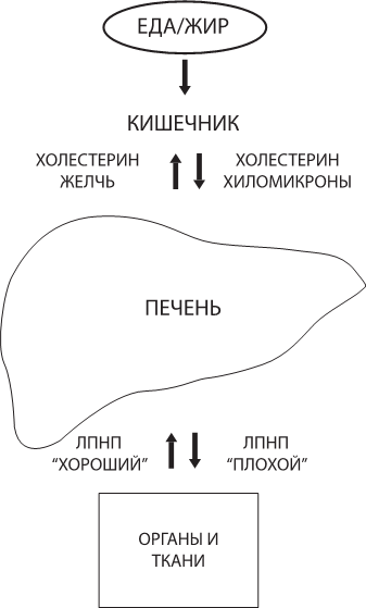 Иллюстрация к книге — О чем молчит печень. Как уловить сигналы самого крупного внутреннего органа, который предпочитает оставаться в тени [i_007.jpg]