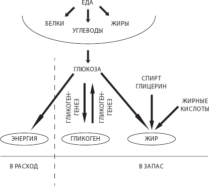 Иллюстрация к книге — О чем молчит печень. Как уловить сигналы самого крупного внутреннего органа, который предпочитает оставаться в тени [i_009.jpg]