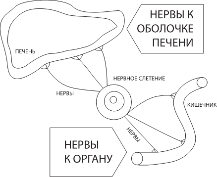 Иллюстрация к книге — О чем молчит печень. Как уловить сигналы самого крупного внутреннего органа, который предпочитает оставаться в тени [i_016.jpg]