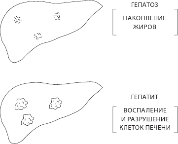 Иллюстрация к книге — О чем молчит печень. Как уловить сигналы самого крупного внутреннего органа, который предпочитает оставаться в тени [i_022.jpg]