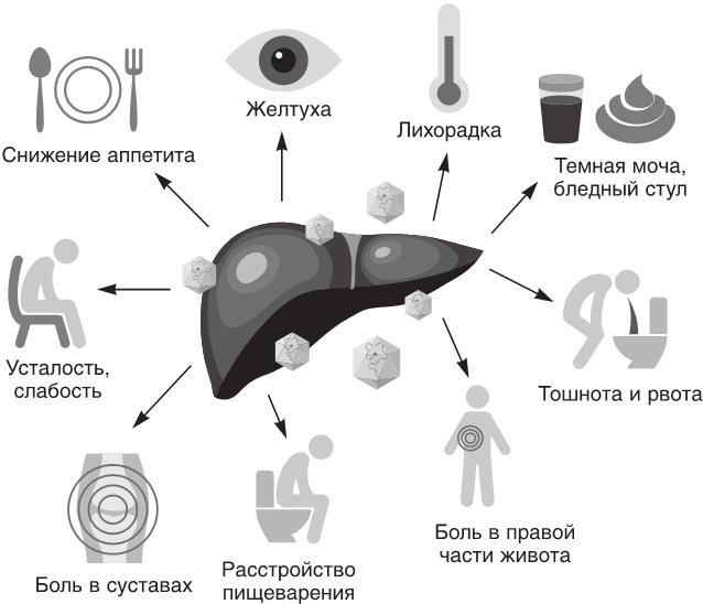 Иллюстрация к книге — О чем молчит печень. Как уловить сигналы самого крупного внутреннего органа, который предпочитает оставаться в тени [i_035.jpg]
