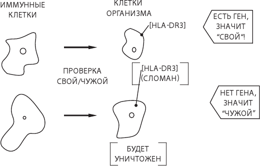 Иллюстрация к книге — О чем молчит печень. Как уловить сигналы самого крупного внутреннего органа, который предпочитает оставаться в тени [i_052.jpg]