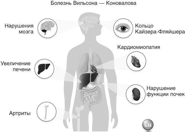 Иллюстрация к книге — О чем молчит печень. Как уловить сигналы самого крупного внутреннего органа, который предпочитает оставаться в тени [i_077.jpg]