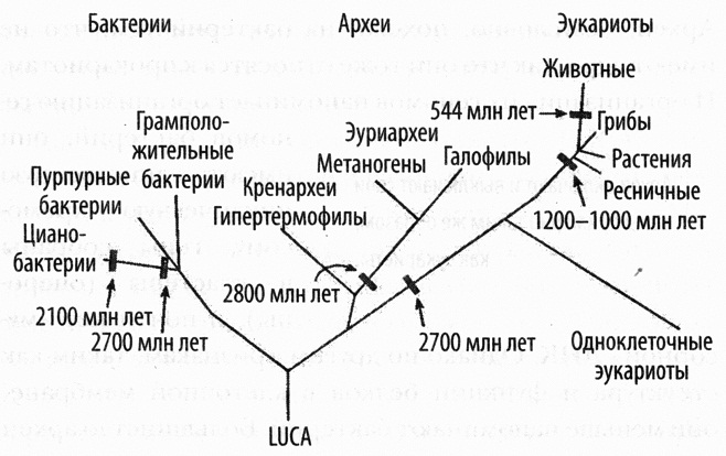 Иллюстрация к книге — Кислород. Молекула, изменившая мир [i_010.jpg]