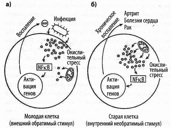 Иллюстрация к книге — Кислород. Молекула, изменившая мир [i_012.jpg]