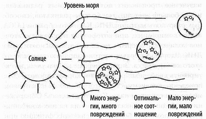 Иллюстрация к книге — Кислород. Молекула, изменившая мир [i_013.jpg]