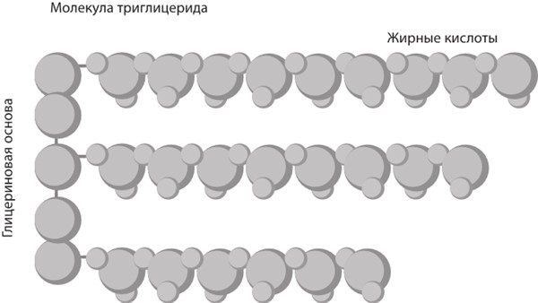 Иллюстрация к книге — Интервальное голодание. Как восстановить свой организм, похудеть и активизировать работу мозга [i_052.jpg]