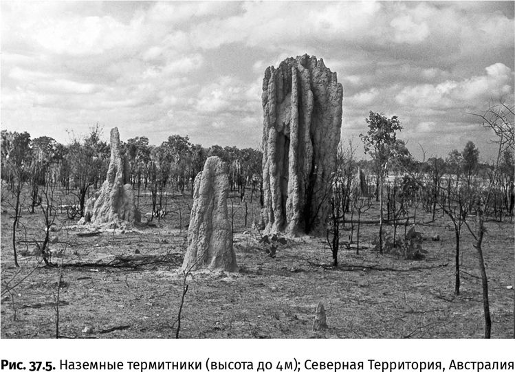 Иллюстрация к книге — Сотворение Земли. Как живые организмы создали наш мир [i_135.jpg]