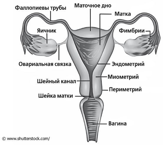 Женское здоровье: между нами девочками Женское здоровье: между нами девочками